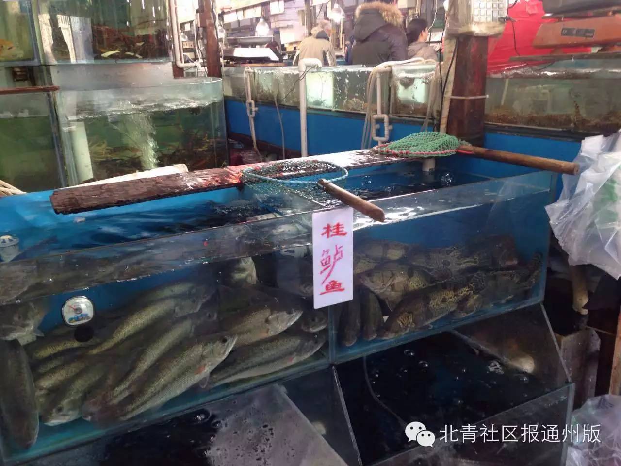 淡水魚商戶不讓賣淡水魚!