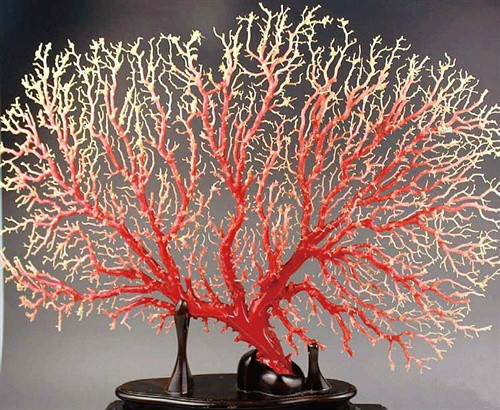 文玩珊瑚和海竹别再傻傻分不清了