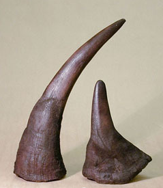 苏门答腊犀牛角图片图片