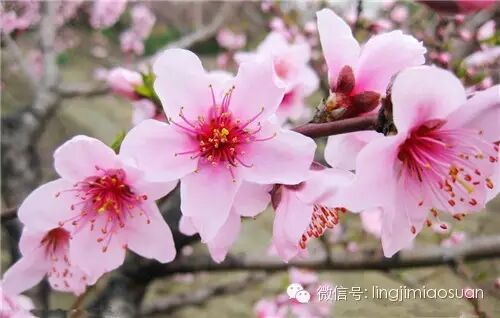 正文 此外,还要告诉大家,麦玲玲老师在年初还说过:肖虎者有天喜,桃花