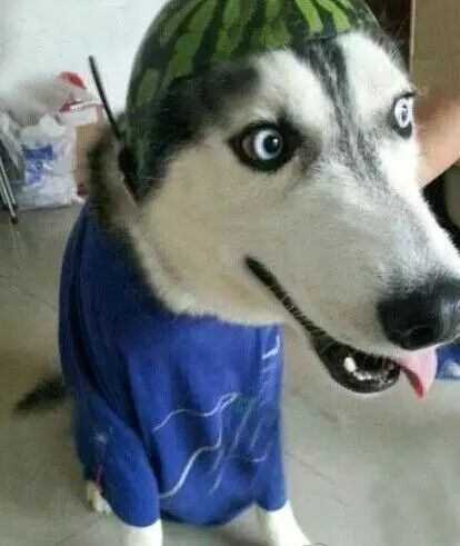 直到亲眼见到哈士奇,才明白二哈是天生的的移动表情包