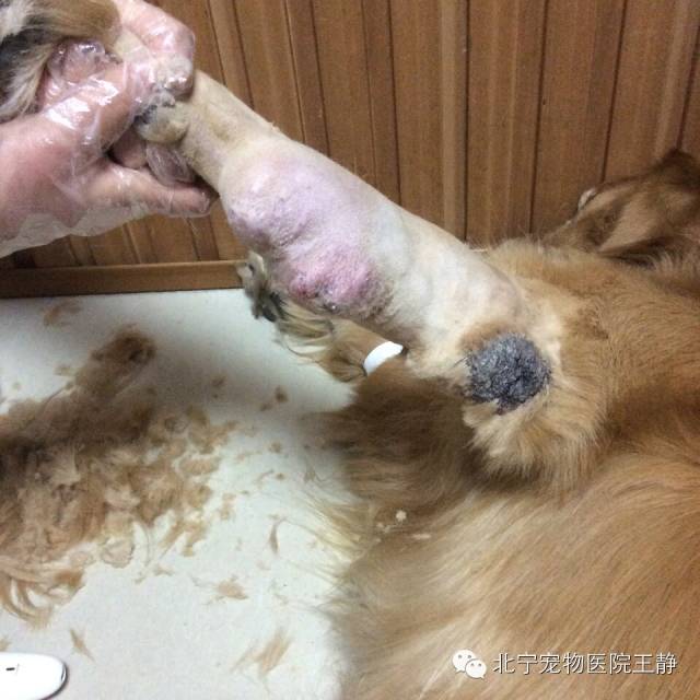 北宁举 例 狗狗肿瘤不容轻视 文章