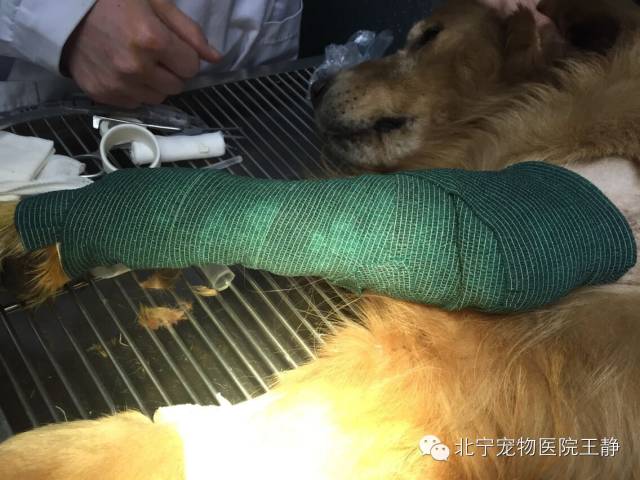 北宁举 例 狗狗肿瘤不容轻视 文章