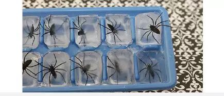 把蜘蛛模型放到冰里