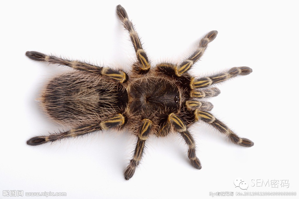 搜索引擎基础讲解与分析