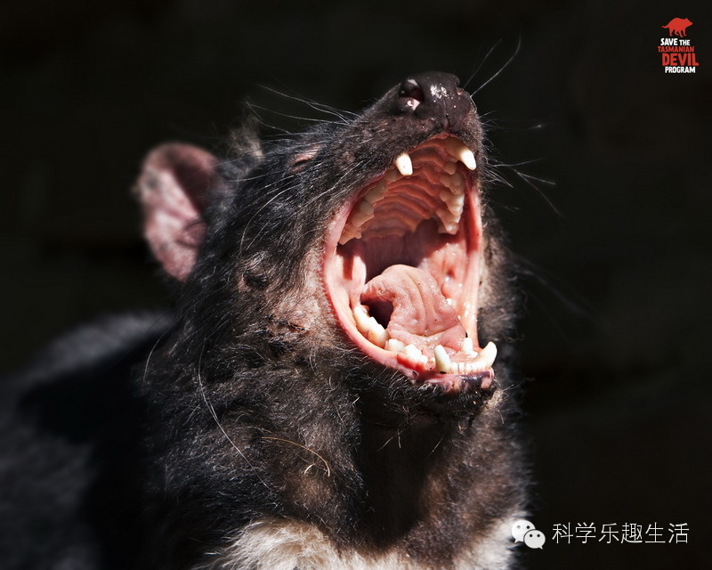 科学网—澳洲动物～塔斯马尼亚魔鬼的传说 - 王皓的博文