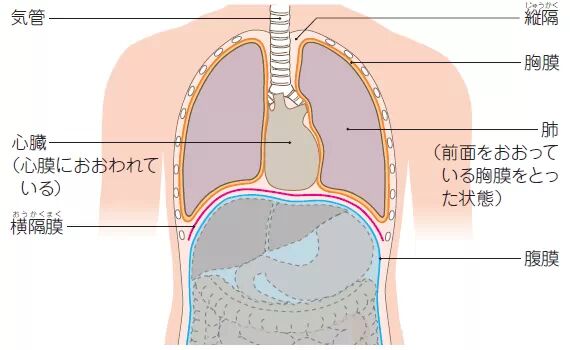 首先是人体解刨学: 如图一所示,人体腔分两大块,胸腔和腹腔.