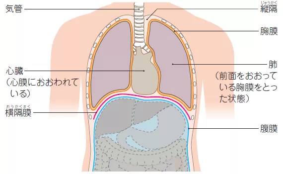 壁胸膜和脏胸膜图解图片