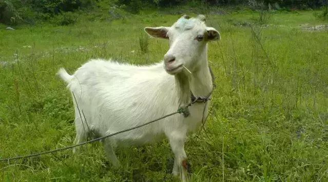 肉用绵羊的品种:萨福克羊,波德代羊,无角陶赛特羊,边区莱斯特羊,考