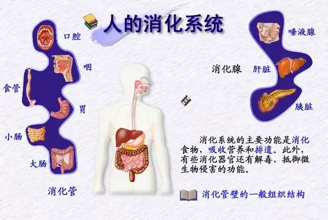 我們的消化系統-營養免疫學_丞燕公眾號