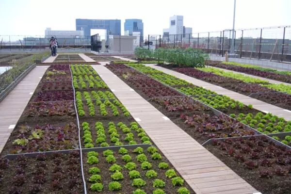 日本都市农业——社会力量的参与