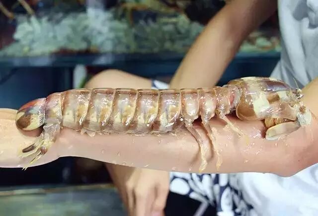 资料网 公众号文章 >> 正文 这种从沙巴空运来的斑马濑尿虾非常难得