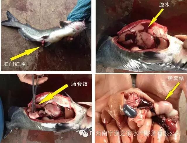 养殖斑点叉尾鮰套肠病的发病原因及防治措施