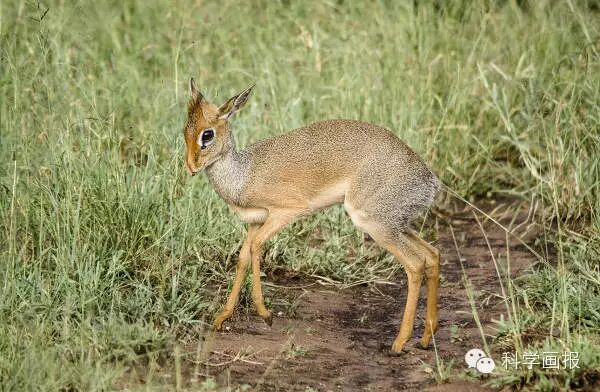 全球十大珍稀野羊
