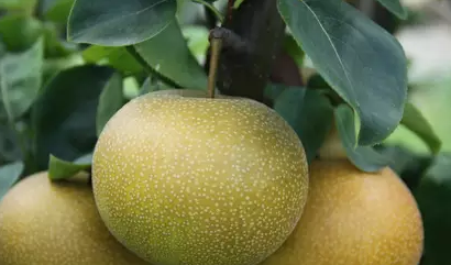 资料网 公众号文章 >> 正文 种上花和水果,插上秧 和小时候一样上山下