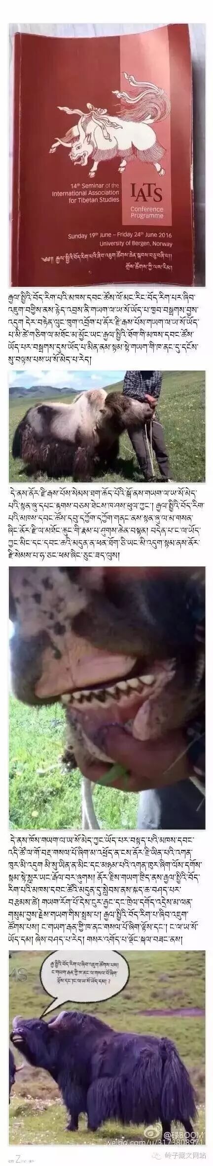 研究牦牛文化的基层机构,有义务为大家普及一下关于牦牛牙齿的知识