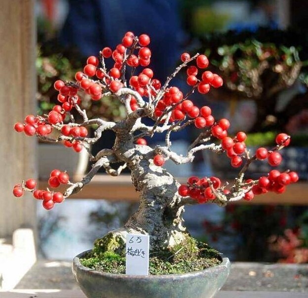 全国水果盆景展