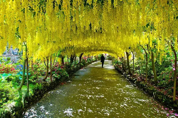 美醉了的花園隧道,願時間在此凝結