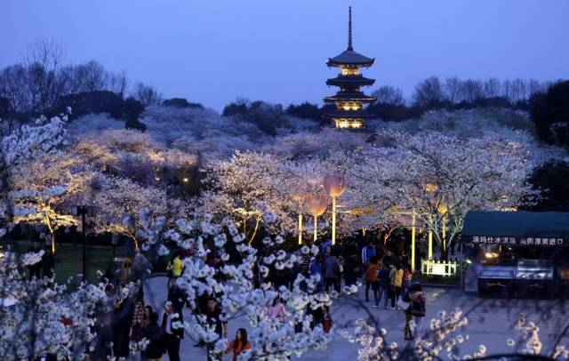 最近的天氣非非非非非常適合去武漢看櫻花。 旅遊 第33張