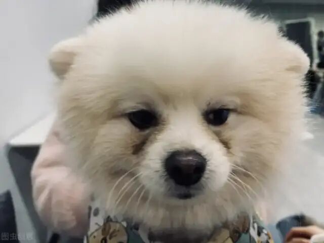 圖片