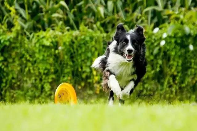 边牧专栏丨边境牧羊犬训练手册”