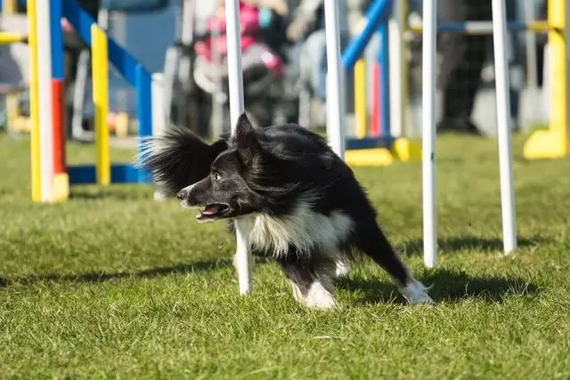 邊牧專欄丨訓練邊境牧羊犬要注意這”