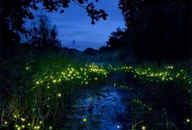 两边种满了红树林,为萤火虫的繁衍生息提供了良好的生态环境