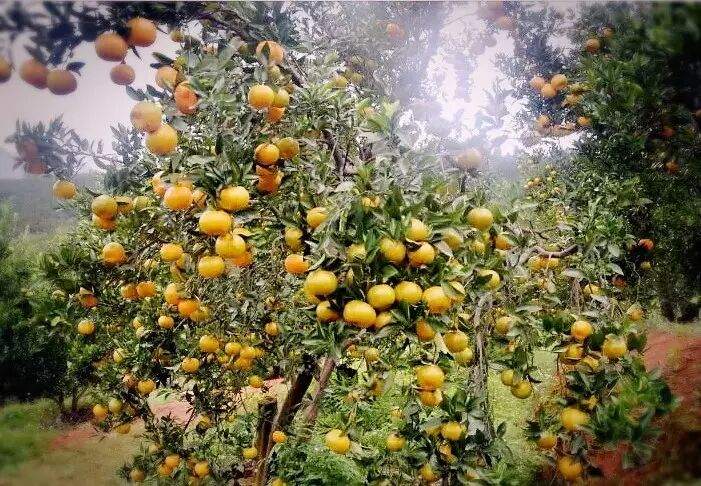 【投票】英都镇仕林村"最美村落"网上投票开始啦!