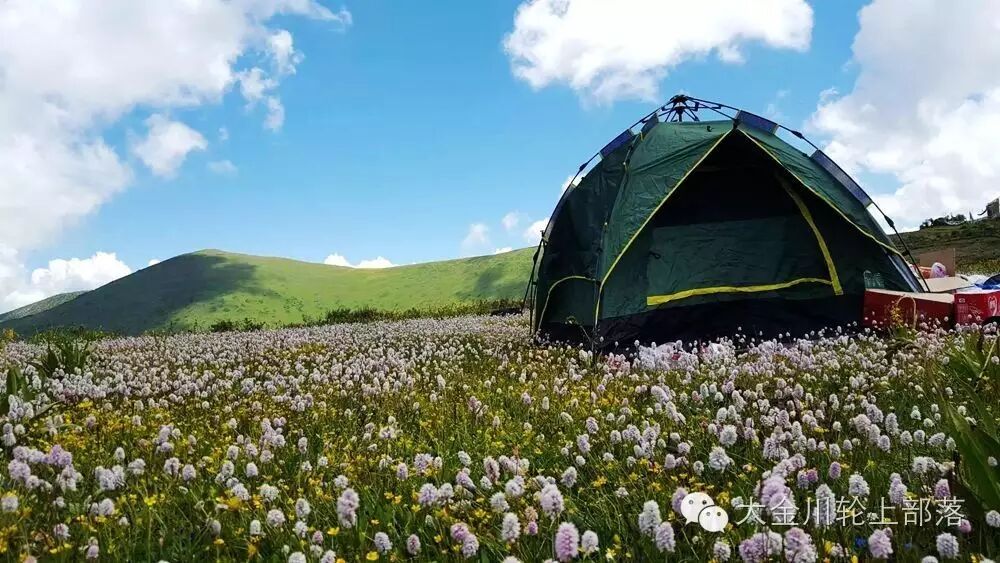 视频实拍金川县云顶花海风光