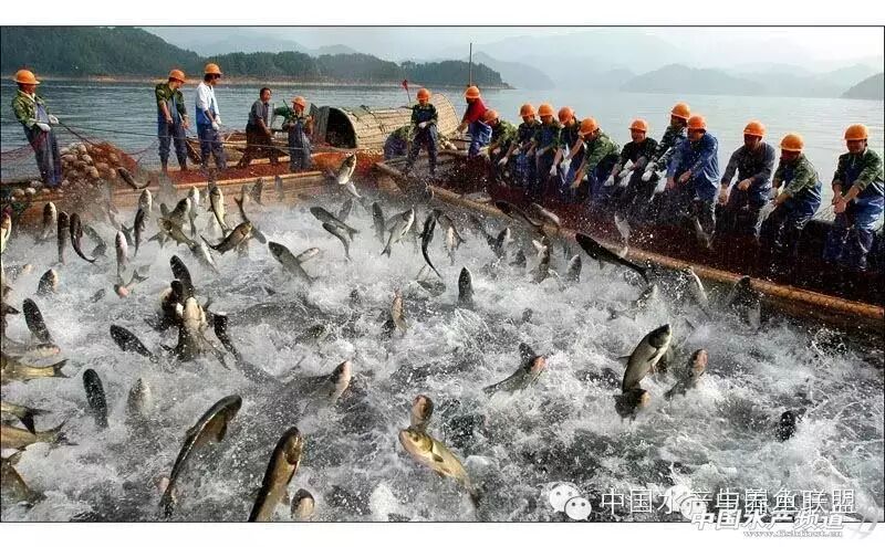 夏季水产养殖,几个关键要做好