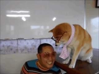 傲娇柴犬和屌丝男的生活日常