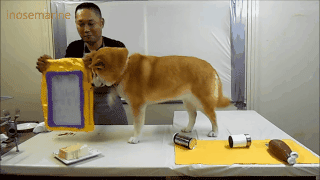 傲娇柴犬和屌丝男的生活日常