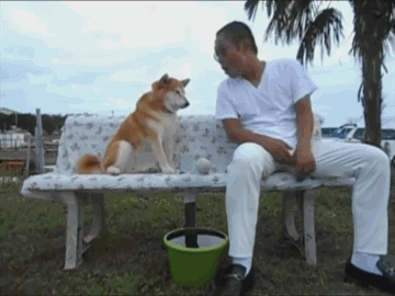 傲娇柴犬和屌丝男的生活日常