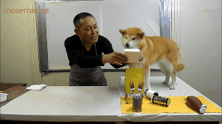 傲娇柴犬和屌丝男的生活日常