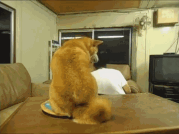 傲娇柴犬和屌丝男的生活日常