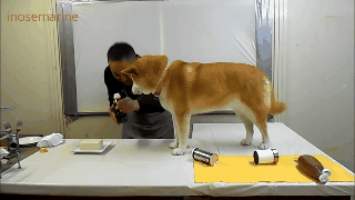 傲娇柴犬和屌丝男的生活日常