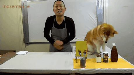傲娇柴犬和屌丝男的生活日常