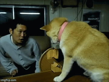傲娇柴犬和屌丝男的生活日常