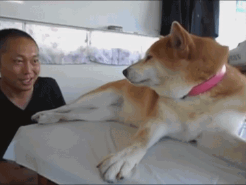 傲娇柴犬和屌丝男的生活日常