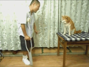 傲娇柴犬和屌丝男的生活日常