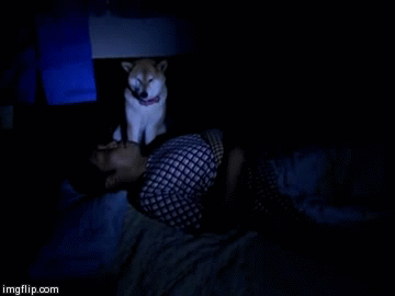 傲娇柴犬和屌丝男的生活日常