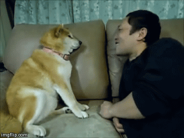傲娇柴犬和屌丝男的生活日常