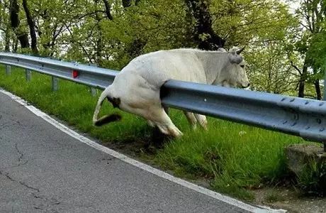 二牛，看你怎么下来！