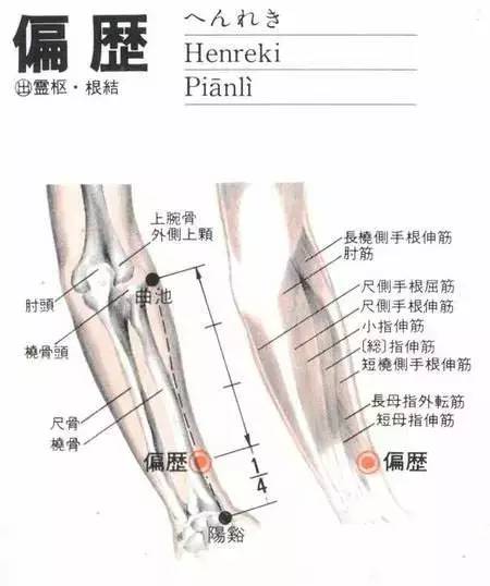 偏历穴 喉痛 手臂酸痛 水肿 国医共享之路 微信公众号文章阅读 Wemp