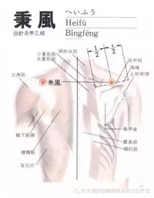 【每日一穴】秉风穴：肩胛疼痛、上肢酸麻