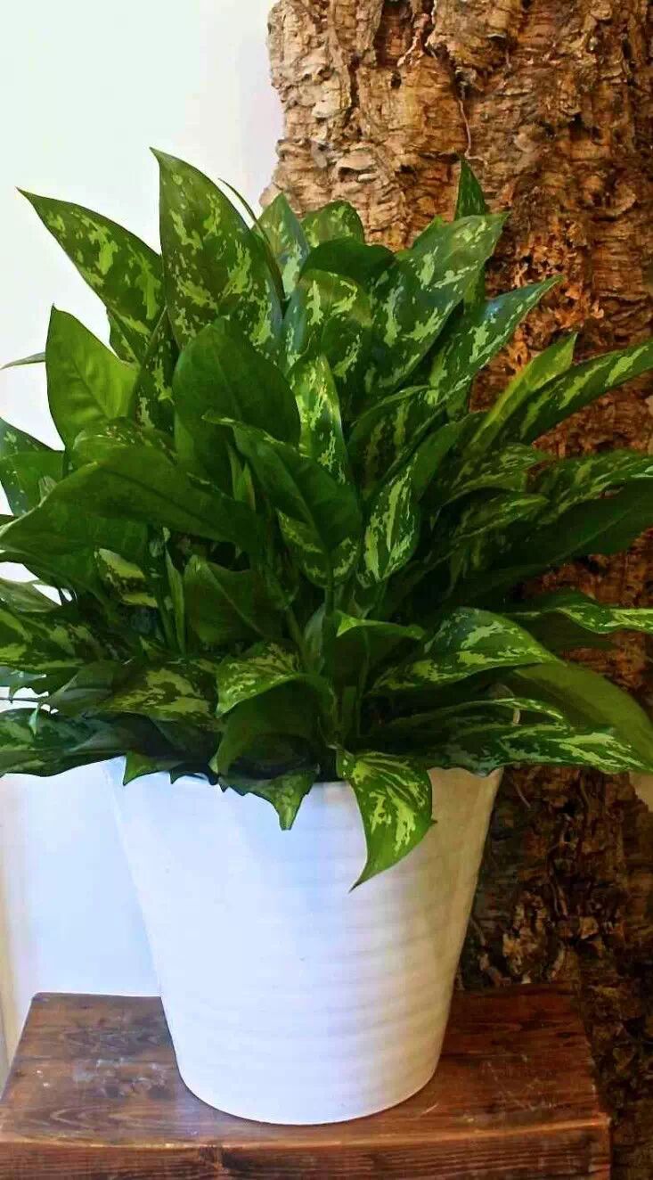 带你识花银皇后