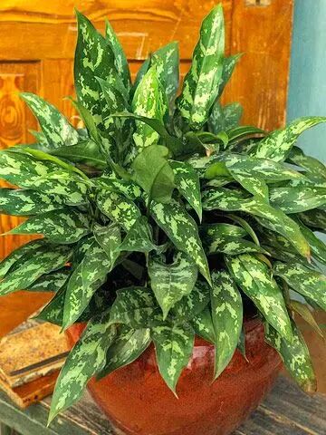 带你识花银皇后