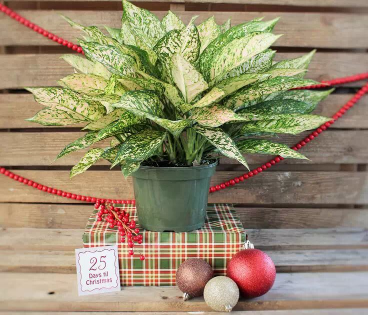 银皇后的花语和象征意义仰慕.