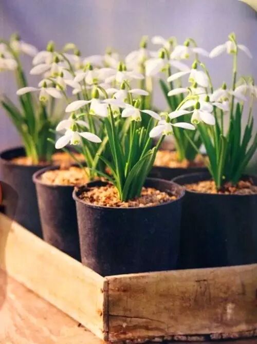 带你识花雪滴花