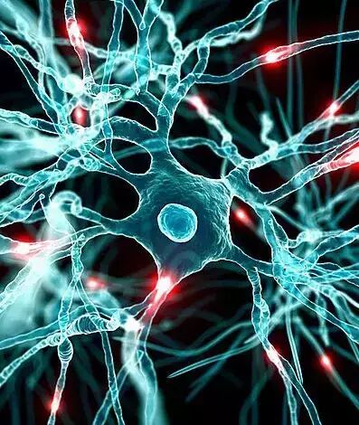 神经细胞效果图. 小小染色体控制你生命